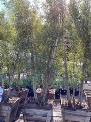 African Sumac (Multi-Trunk)