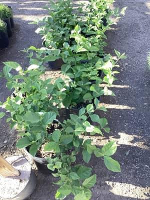 Arabian Jasmine