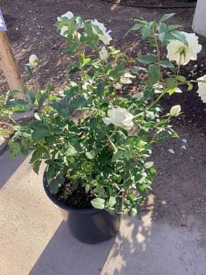 Assorted Bush Rose