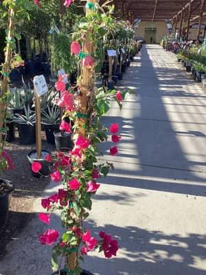 Barbara Karst Bougainvillea (Staked)