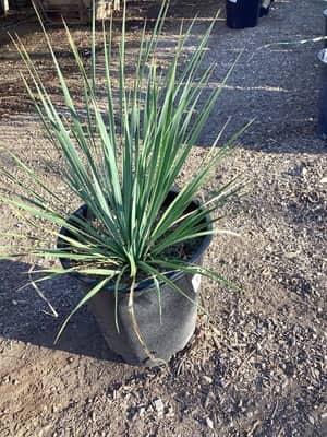 Beaked Yucca