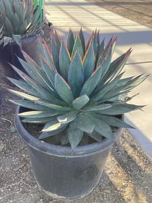 Blue Glow Agave
