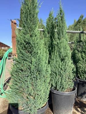 Blue Point Juniper