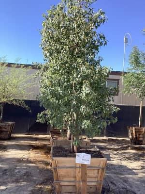 Bottle Tree