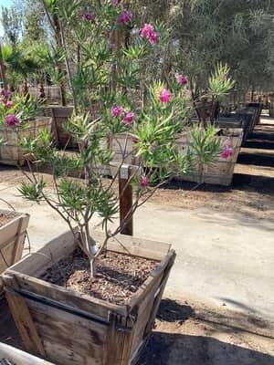 Bubba Desert Willow