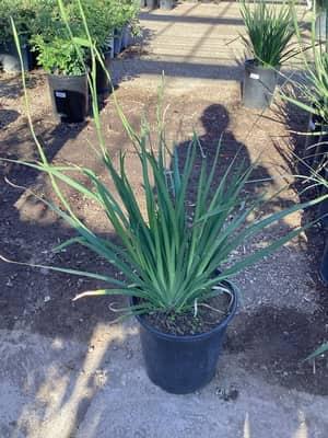 Butterfly Iris
