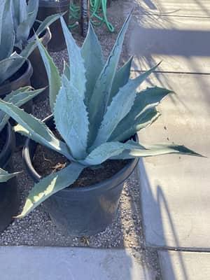 Century Plant