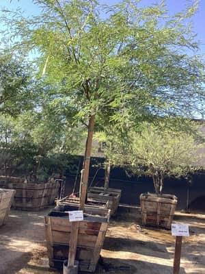 Chilean Mesquite