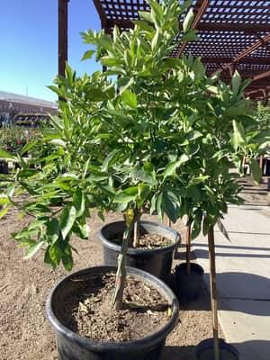 Clementine Tangerine Tree