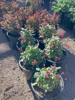 Crown of Thorns