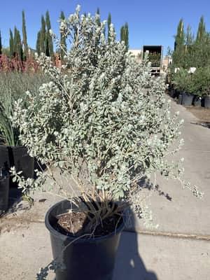 Cup Leaf Texas Sage