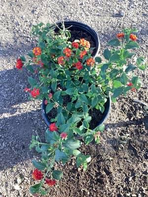 Dallas Red Lantana