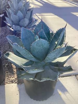 Dragon Toes Agave