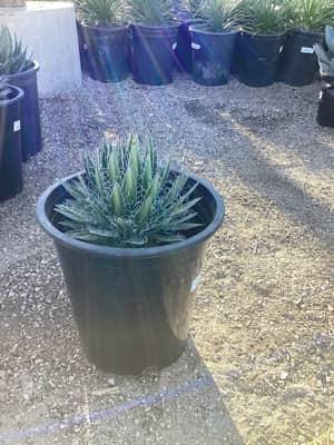 Durango Delight Agave