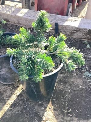 Dwarf Bottlebrush