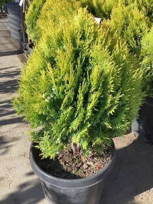 Dwarf Golden Arborvitae