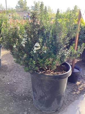 Dwarf Myrtle
