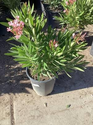 Dwarf Pink Lavender