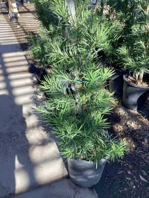 Dwarf Yew Pine
