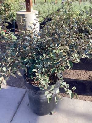 Ebbing's Silverberry