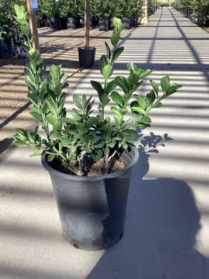 Evergreen Euonymus
