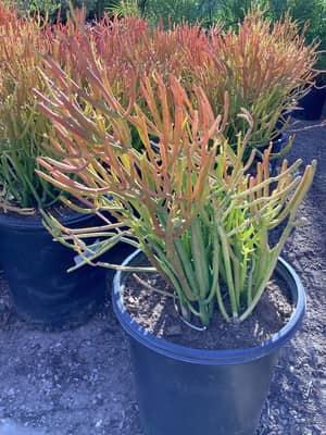 Firesticks
