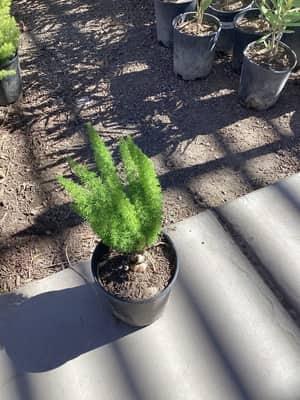 Foxtail Asparagus Fern