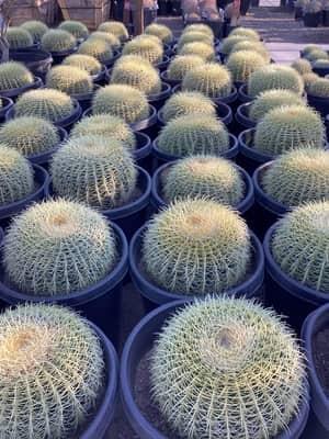 Golden Barrel Cactus