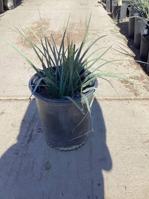 Golden Yucca