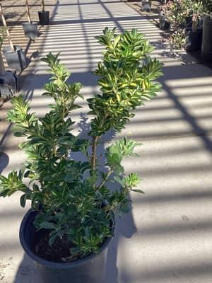 Goldspot Euonymus