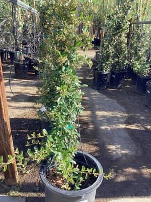 Graber Pyracantha (Staked)