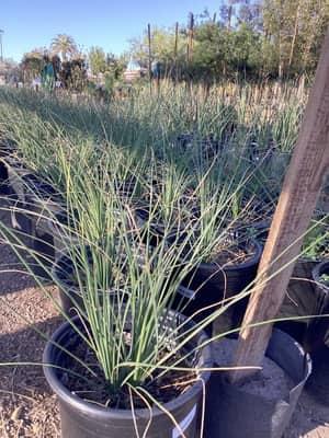 Ornamental Grass Tree