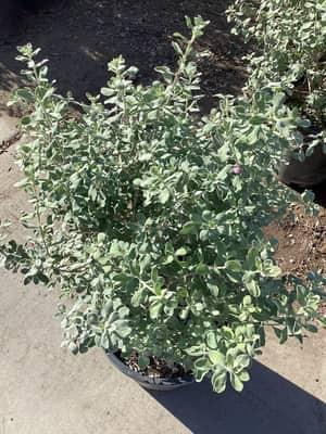 Gray Cloud Texas Sage