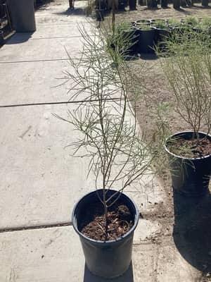 Green Cassia
