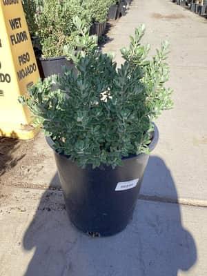 Green Cloud Texas Sage