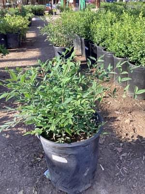 Heavenly Bamboo (Nandina)