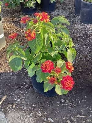 Irene Lantana