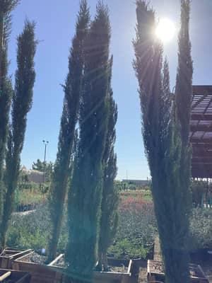 Italian Cypress (24" Box)