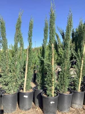 Italian Cypress