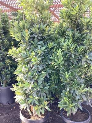 Japanese Blueberry (Columnar)
