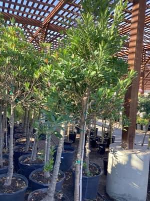 Japanese Blueberry Tree