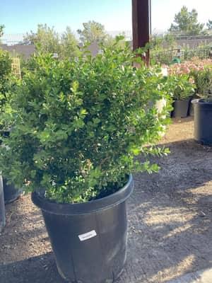 Japanese Boxwood