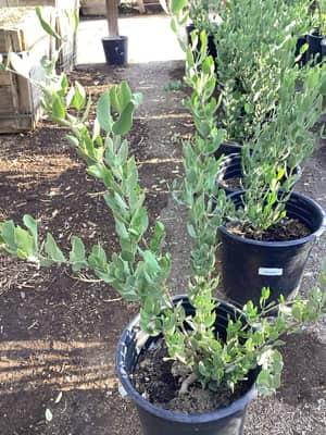Jojoba