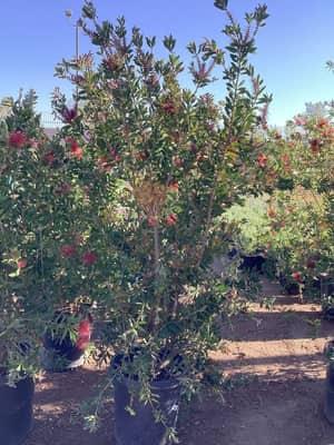 Lemon Bottlebrush