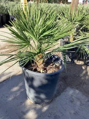 Mediterranean Fan Palm