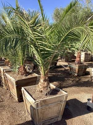 Mexican Blue Fan Palm