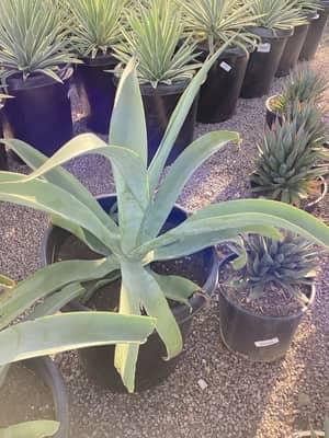 Octopus Agave