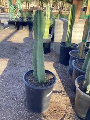 Peruvian Apple Cactus