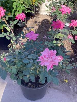 Pink Knock Out Rose
