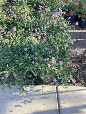 Purple Trailing Lantana